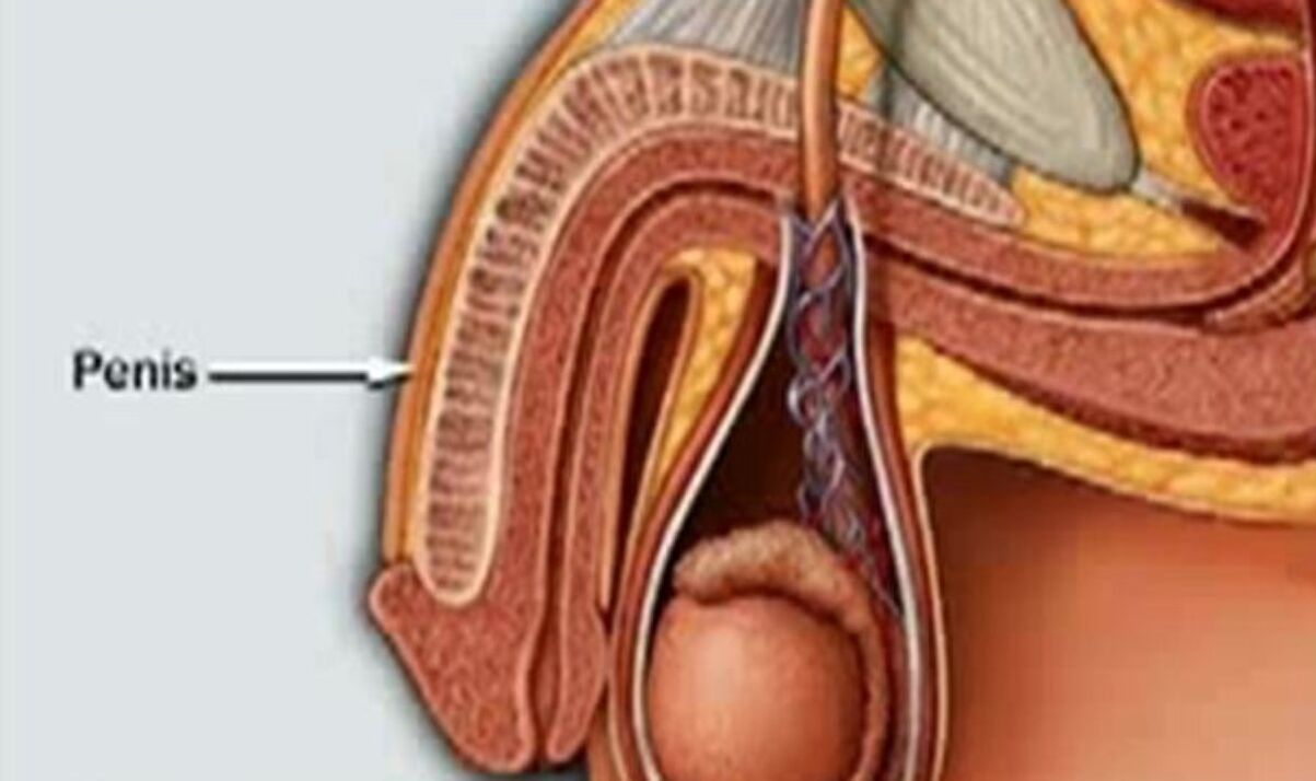 структурата на пенисот и како да се зголеми