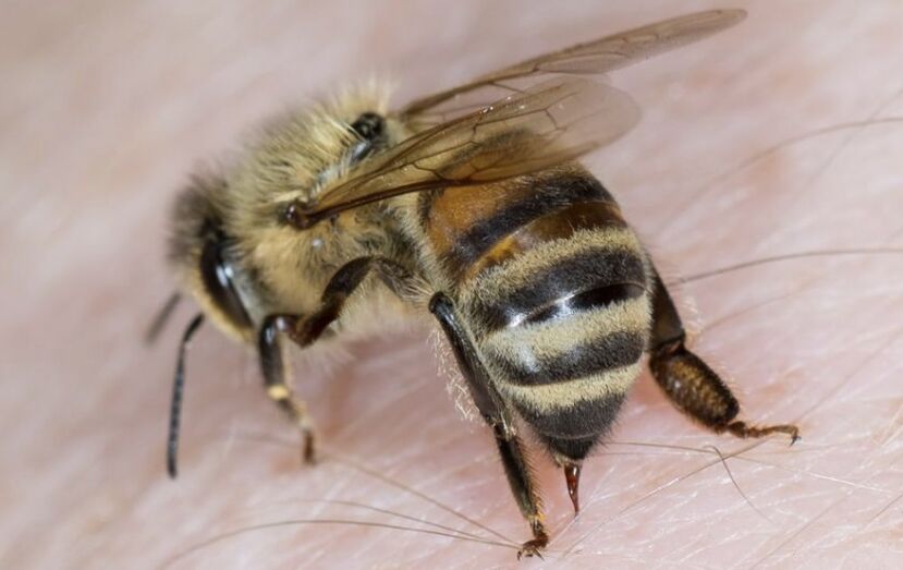 убоди од пчела за зголемување на пенисот